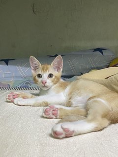 小白橘 - Domestic Medium Hair Cat