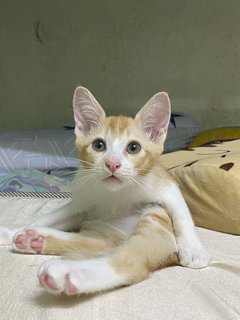 小白橘 - Domestic Medium Hair Cat