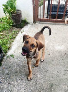 Ruff - Mixed Breed Dog