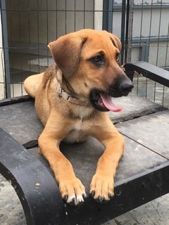 Ruff - Mixed Breed Dog