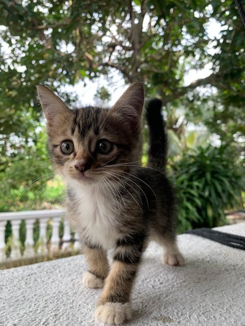 Max - Domestic Short Hair Cat