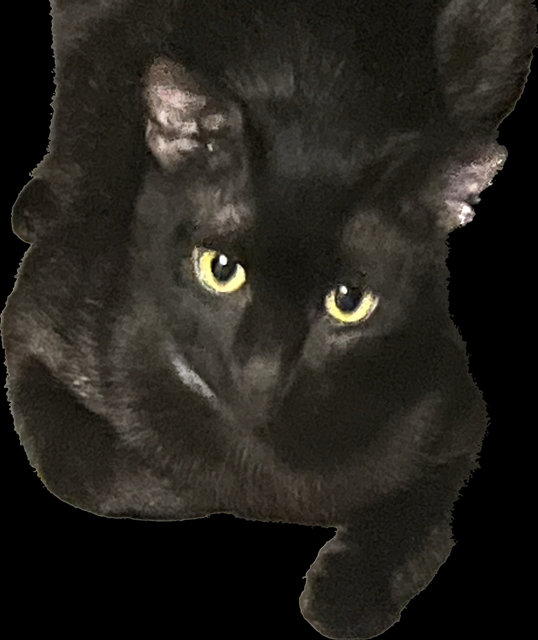 Black Kitten - Domestic Short Hair Cat