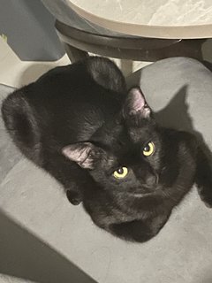 Black Kitten - Domestic Short Hair Cat