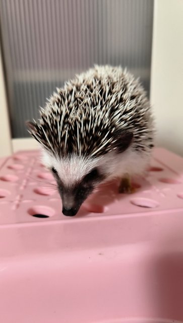 Hedge - Hedgehog Small & Furry