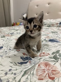 Kittens For Adoption - Domestic Short Hair Cat