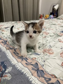 Kittens For Adoption - Domestic Short Hair Cat