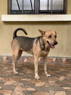 Rosy - Mixed Breed Dog