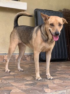 Rosy - Mixed Breed Dog