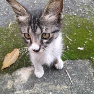 Pinto - Domestic Medium Hair Cat