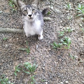 Pinto - Domestic Medium Hair Cat