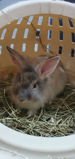 Bubble - Angora Rabbit Rabbit