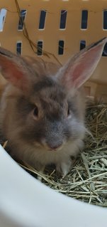 Bubble - Angora Rabbit Rabbit