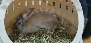 Bubble - Angora Rabbit Rabbit