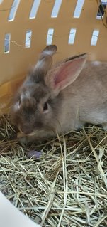 Bubble - Angora Rabbit Rabbit