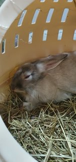 Bubble - Angora Rabbit Rabbit