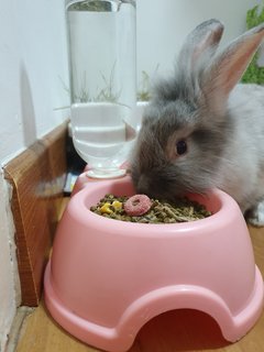 Bubble - Angora Rabbit Rabbit