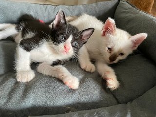 Cute 1-month Kittens - Domestic Medium Hair Cat