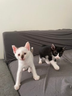 Cute 1-month Kittens - Domestic Medium Hair Cat