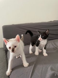 Cute 1-month Kittens - Domestic Medium Hair Cat