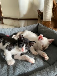 Cute 1-month Kittens - Domestic Medium Hair Cat