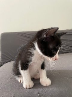 Cute 1-month Kittens - Domestic Medium Hair Cat