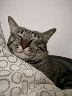 Oreo &amp; Ornie - Tabby Cat