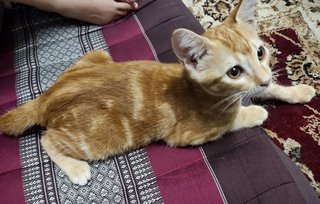 Orange Tabby - Tabby + Domestic Short Hair Cat