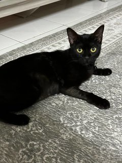 Kuro - Domestic Short Hair Cat