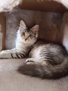 Blissa - Domestic Long Hair Cat