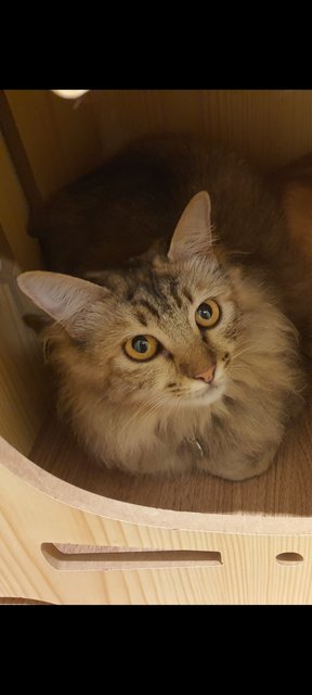 Blessings - Domestic Long Hair Cat