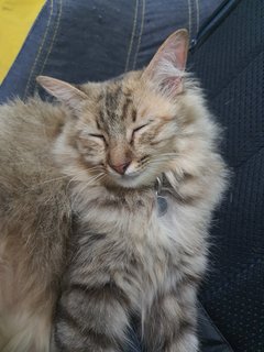 Blessings - Domestic Long Hair Cat