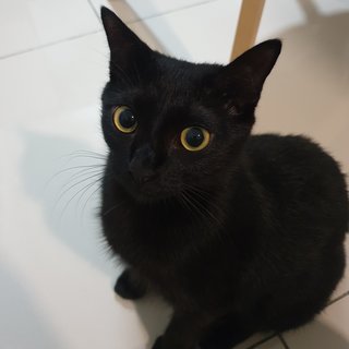 Oreo - Domestic Short Hair Cat