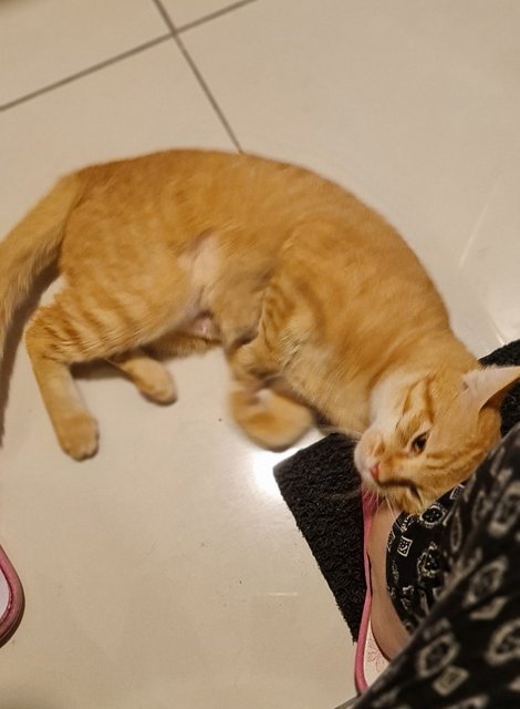 Orange - Domestic Short Hair Cat