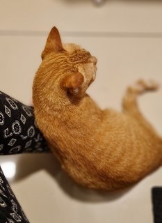 Orange - Domestic Short Hair Cat