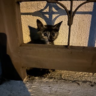 Bibi - Tortoiseshell + Domestic Short Hair Cat