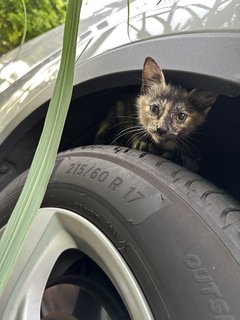 Bibi - Tortoiseshell + Domestic Short Hair Cat