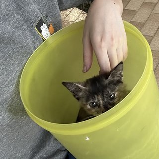 Bibi - Tortoiseshell + Domestic Short Hair Cat