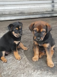 Bibi Girl Mongrel Pup - Mixed Breed Dog