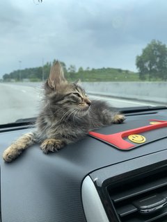 Thunder - Domestic Long Hair Cat