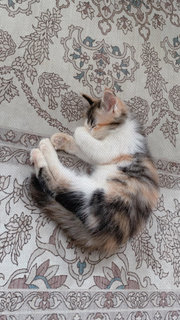 Lily - Calico + Persian Cat