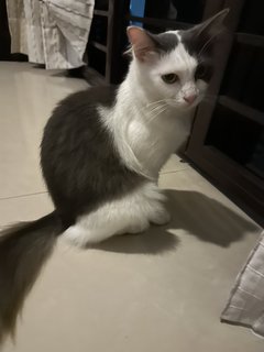 Merong - Domestic Medium Hair + Persian Cat