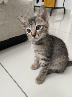 Kai, Stevie, Lucy And Jack - Domestic Short Hair + Domestic Medium Hair Cat