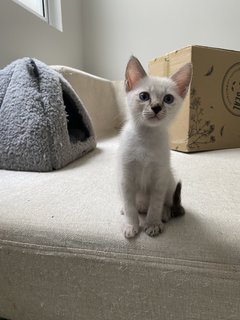 Kai, Stevie, Lucy And Jack - Domestic Short Hair + Domestic Medium Hair Cat