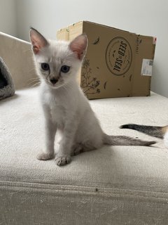 Kai, Stevie, Lucy And Jack - Domestic Short Hair + Domestic Medium Hair Cat