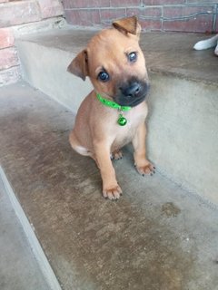 Biggles - Mixed Breed Dog