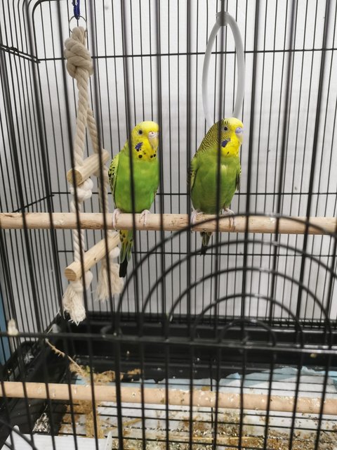 Bird Bird - Budgie/Budgerigar Bird