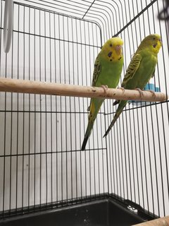 Bird Bird - Budgie/Budgerigar Bird