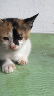 Truffles  - Calico Cat