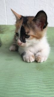 Truffles  - Calico Cat