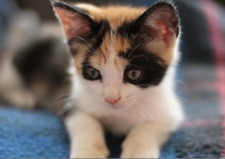 Truffles  - Calico Cat